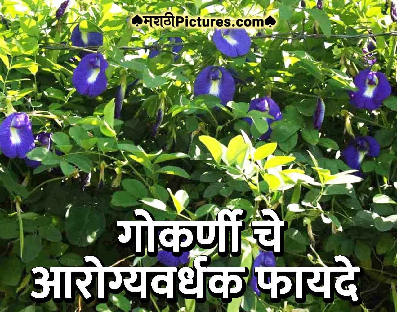 15+ Aajibai Cha Batwa Tips In Marathi Marathi Images Marathi Wishes